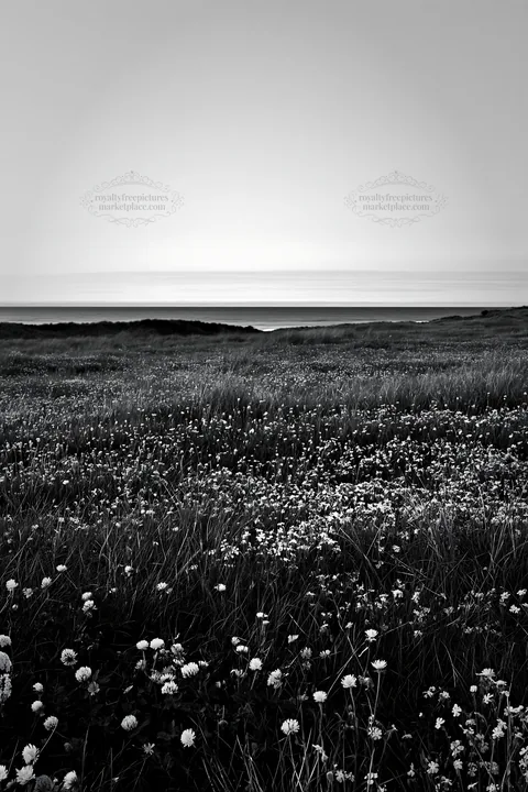 Machair beach meadow during twilight with wildflowers - AI-generated stock image