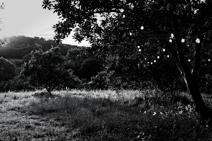 Apple trees in meadow with garlands for Christmas celebration - AI-generated stock image