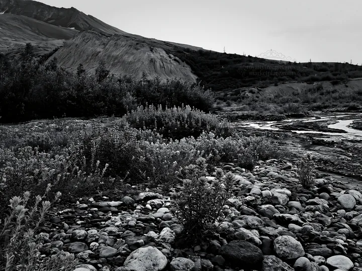 Paintbrush lupine meadow in black and white landscape - AI-generated stock image