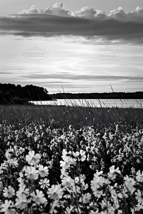 Black and white german lakeside meadow with flowers at sunset - AI-generated stock image