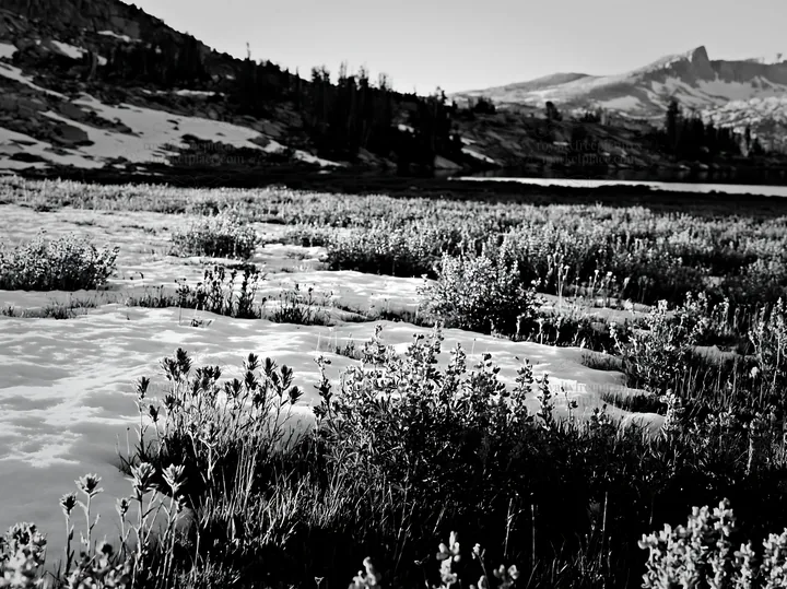 Snowy lakeside meadow with grass and flowers in the foreground - AI-generated stock image