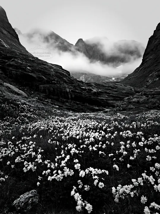 Black and white mountain pass meadow with flowers and towering mountains - AI-generated stock image