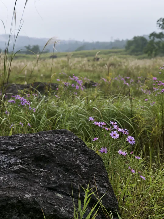 Kumamoto volcanic meadow dark rock foreground with purple flowers - AI-generated stock image