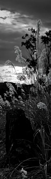 Black and white fukushima native meadow with weathered stump in evening light - AI-generated stock image