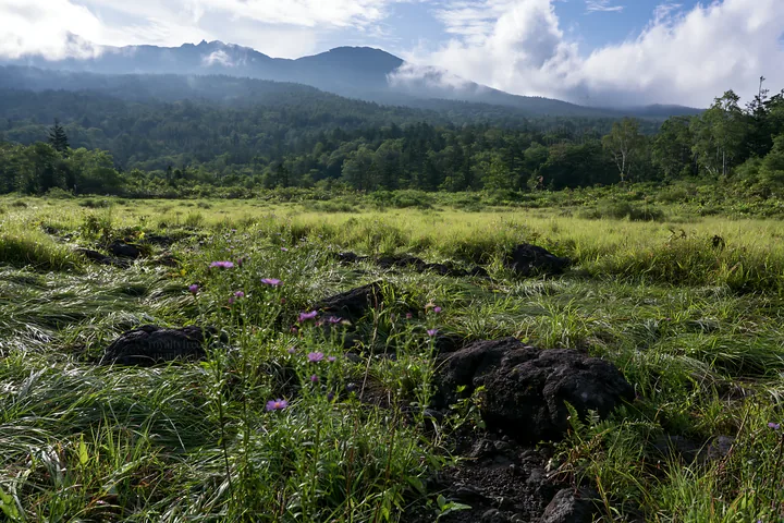 Yamanashi regenerative meadow with basalt stones and forest view - AI-generated stock image