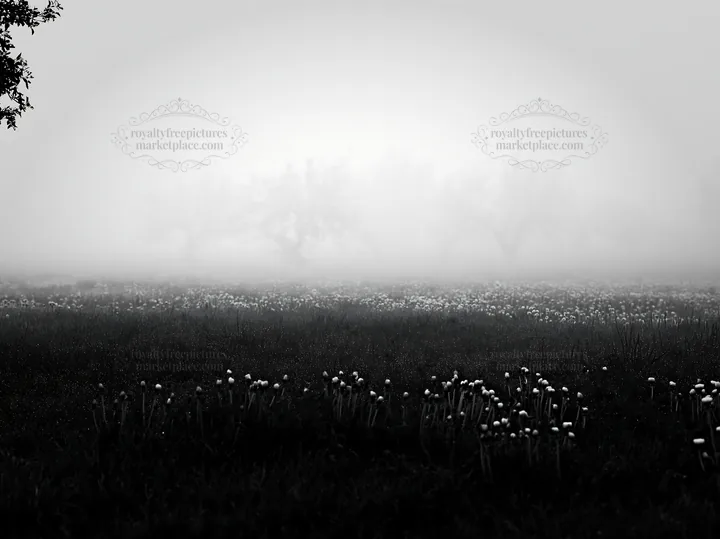 Black and white dandelion orchard meadow in fog with green grass and trees - AI-generated stock image
