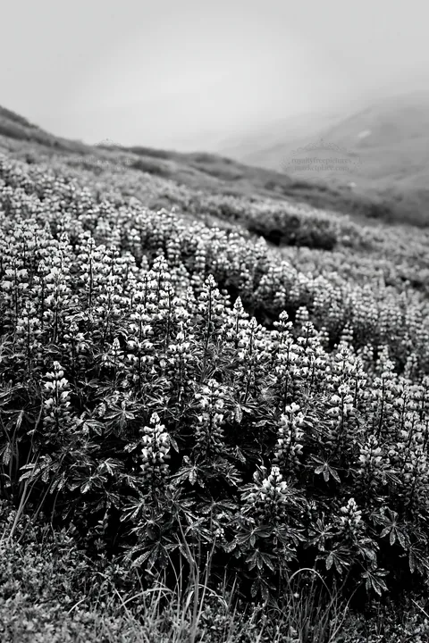 Colorful lupine meadow under cloudy sky - AI-generated stock image