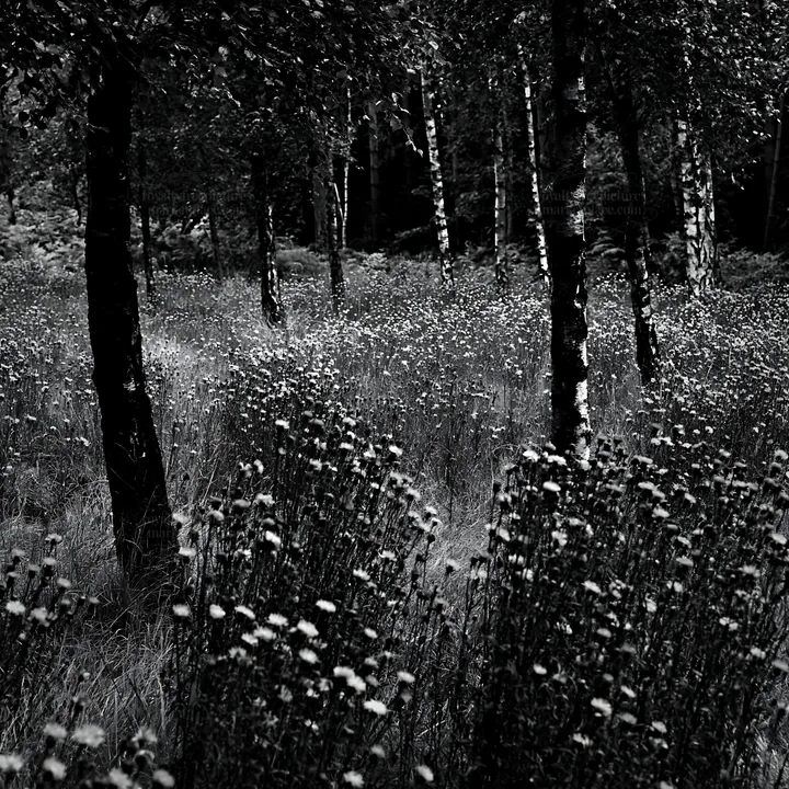 Forest edge meadow with flowers and trees in black and white - AI-generated stock image