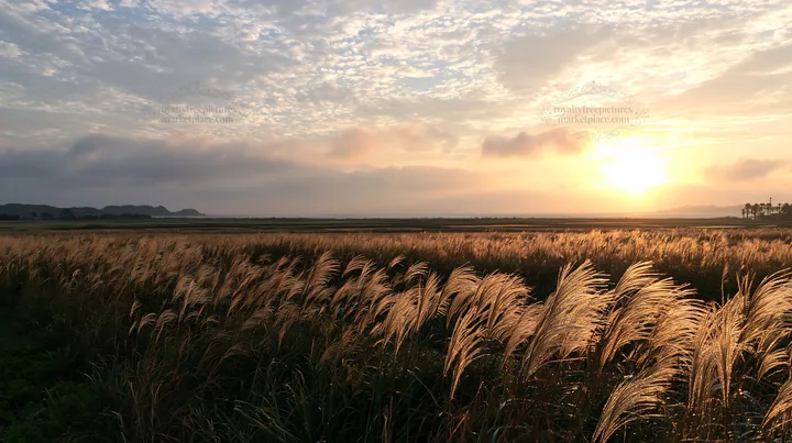 Miyazaki sunrise meadow dew covered sedges create a golden glow - AI-generated stock image