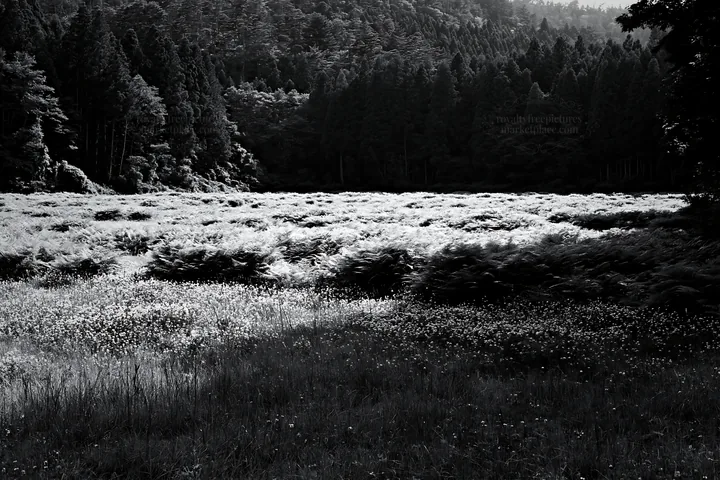 Nara summer meadow with fern in the foreground - AI-generated stock image