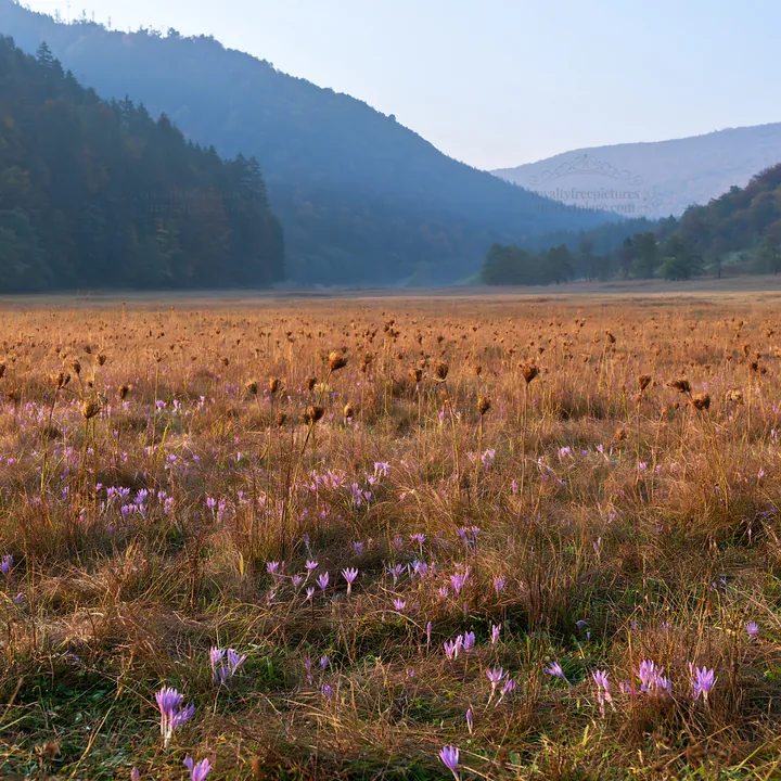 Slovak meadow across Carpathian valley with flowers - AI-generated stock image