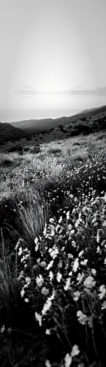 Croatian meadow overlooking Adriatic coast at dusk - AI-generated stock image
