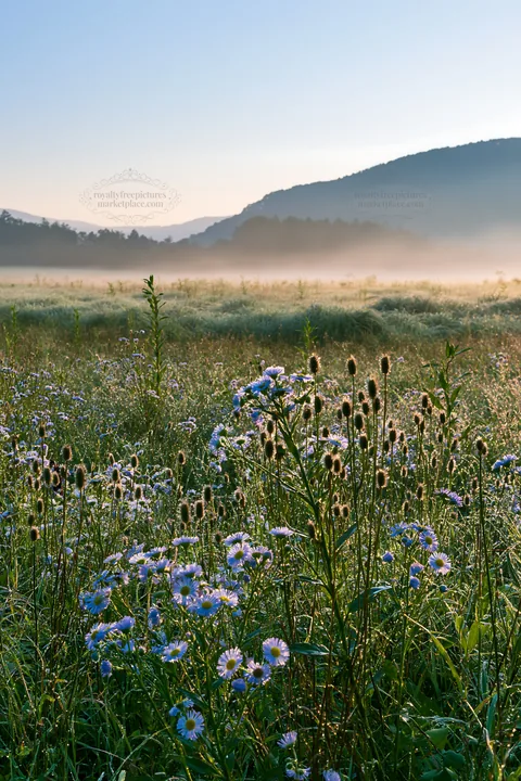 Biodiverse Nagano silver grass meadow dew in morning light - AI-generated stock image