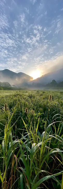 Iwate rain refreshed meadow seedhead foreground - AI-generated stock image