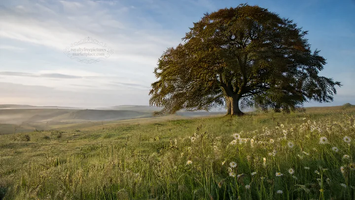 Dewy meadow with a large tree and distant hills under blue sky - AI-generated stock image