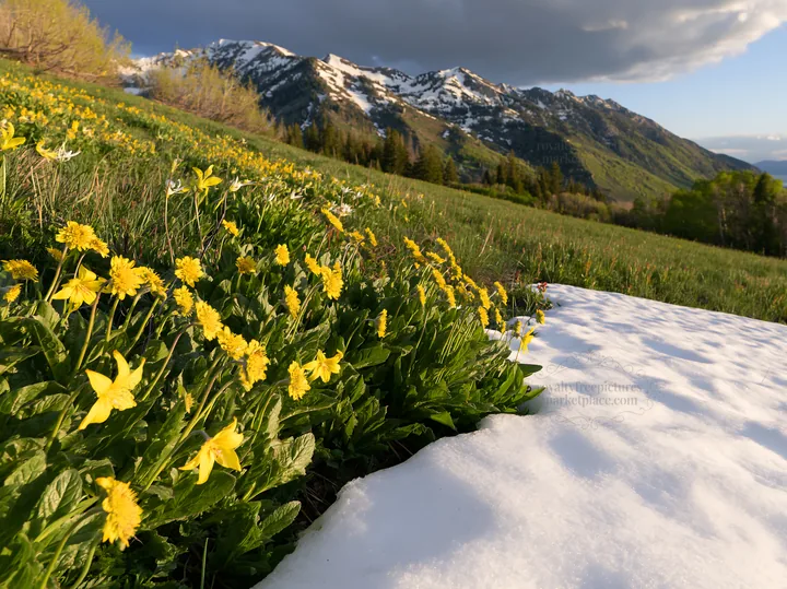 Snowy foothill meadow with blooming flowers and mountains - AI-generated stock image