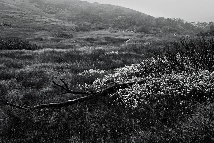Black and white yamagata rewilded meadow with fallen branch in the foreground - AI-generated stock image