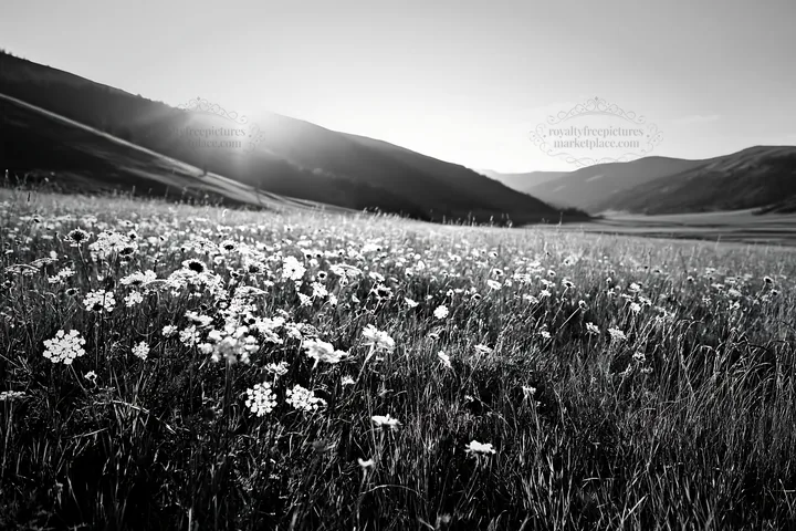 Sunny meadow with flowers and mountains in the background - AI-generated stock image