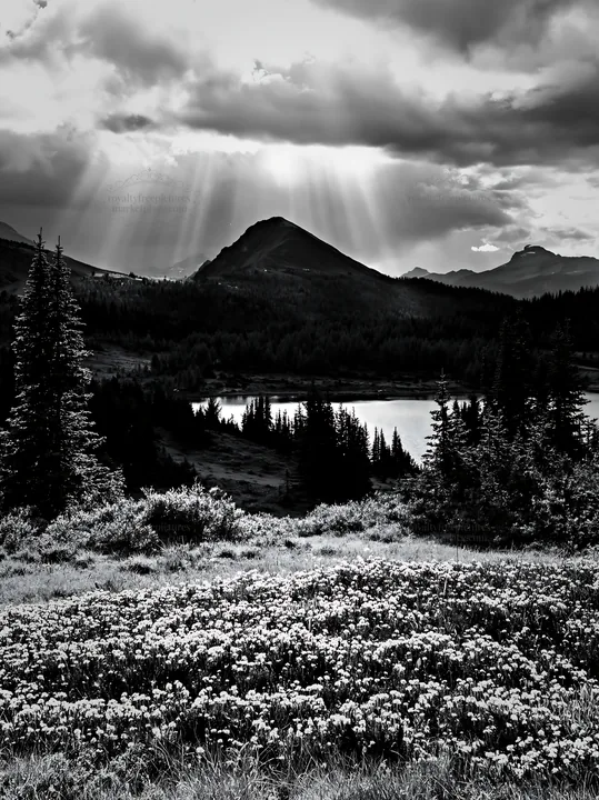 Black and white sunshine Meadows Banff light rays illuminate nature scene - AI-generated stock image