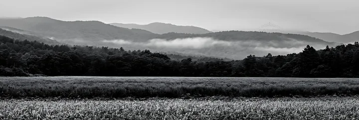 Black and white iwate rain refreshed meadow seedhead foreground - AI-generated stock image