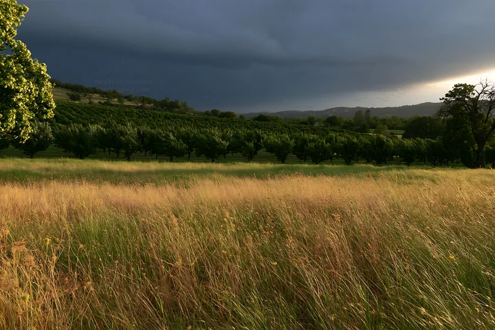 Foothill orchard meadow under dark clouds - AI-generated stock image