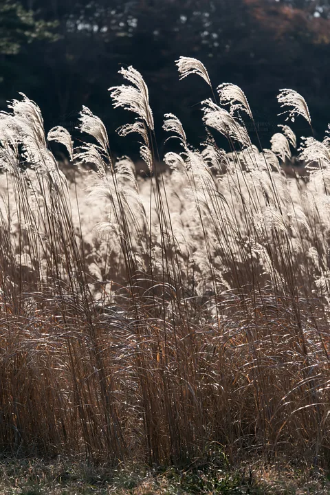 Urban wildlife habitat with seedheads in Tokyo - AI-generated stock image