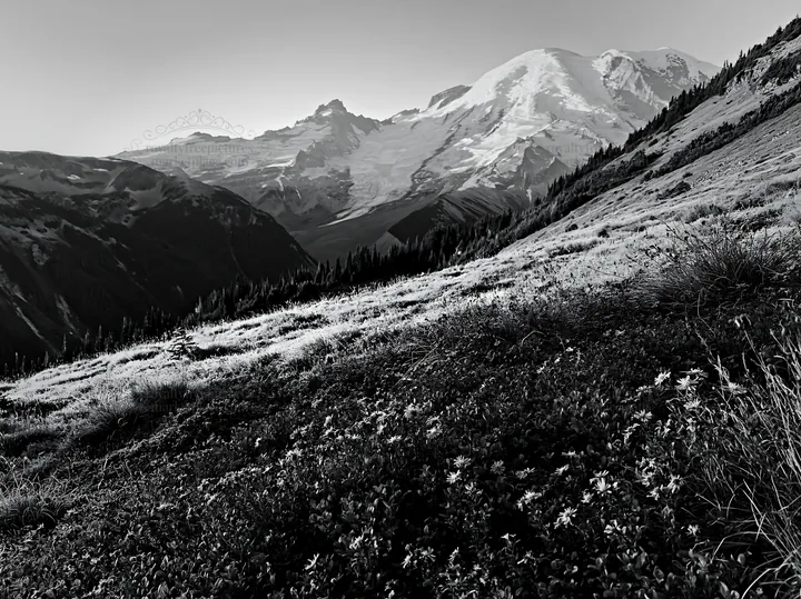 Mount Rainier wildflower meadow at sunrise - AI-generated stock image