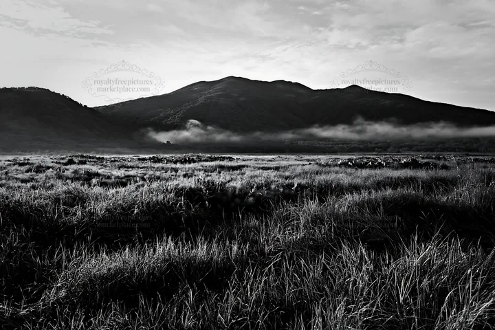 Black and white expansive Hokkaido restoration meadow with dewdrops - AI-generated stock image