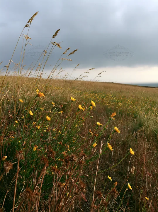 Drought-tolerant meadow with wildflowers in a grassy landscape - AI-generated stock image