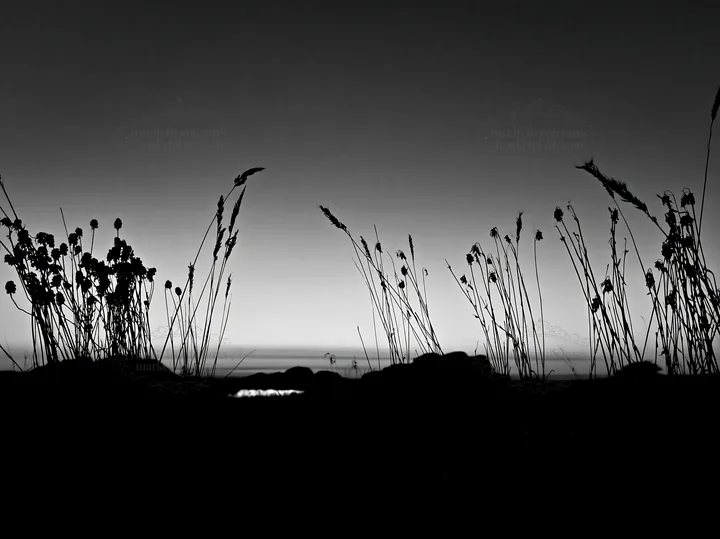 Meadow with seedheads at dusk in black and white - AI-generated stock image