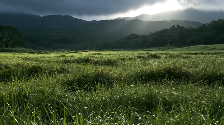 Miyazaki sunrise meadow dew covered sedges in morning light - AI-generated stock image