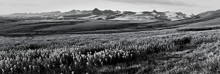 Paintbrush lupine meadow in black and white landscape - AI-generated stock image