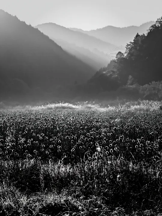 Black and white aichi restored meadow autumn seedheads in the foreground - AI-generated stock image
