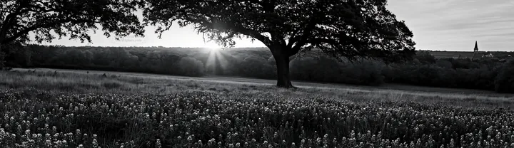 Bluebonnet meadow at sunrise with trees in background - AI-generated stock image