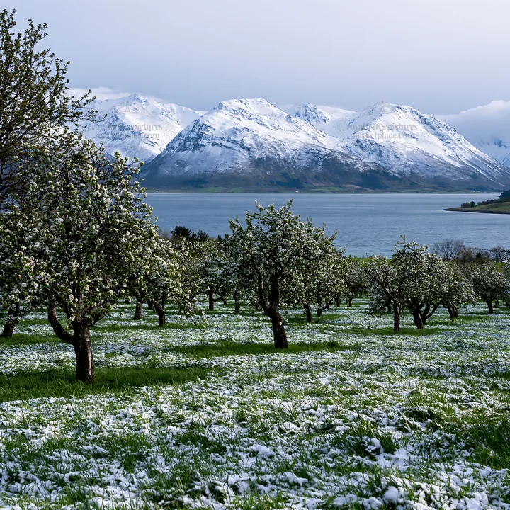 Fjord orchard with snow-capped mountains and a lake - AI-generated stock image