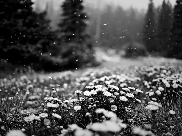 Black and white snowy Rocky Mountain Park meadow with blooming wildflowers - AI-generated stock image