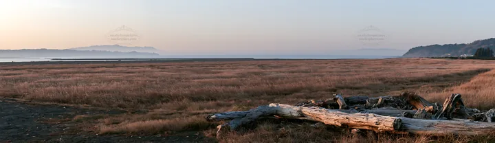 Chiba coastal meadow with driftwood on the shore - AI-generated stock image