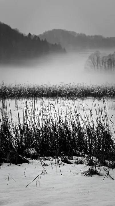 Black and white akita snowmelt meadow with silver grasses in early morning light - AI-generated stock image