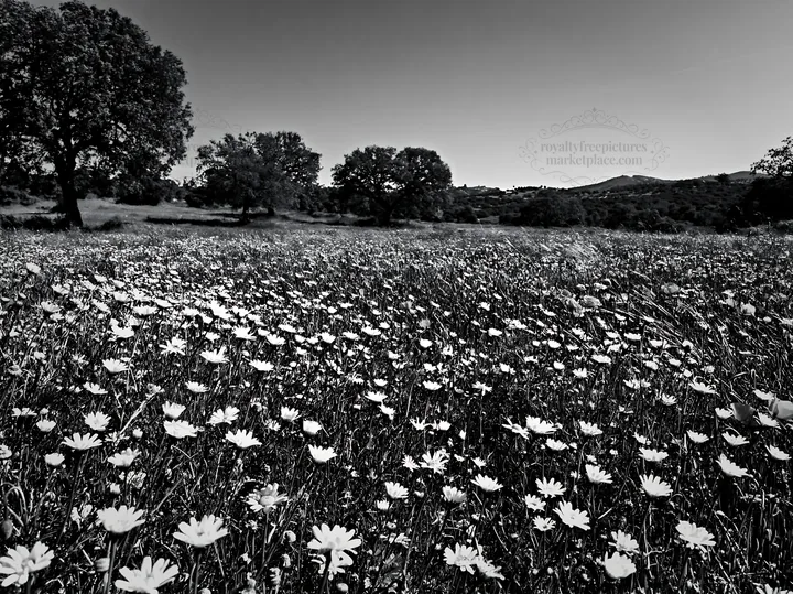 Regenerative meadow filled with wildflowers and trees - AI-generated stock image