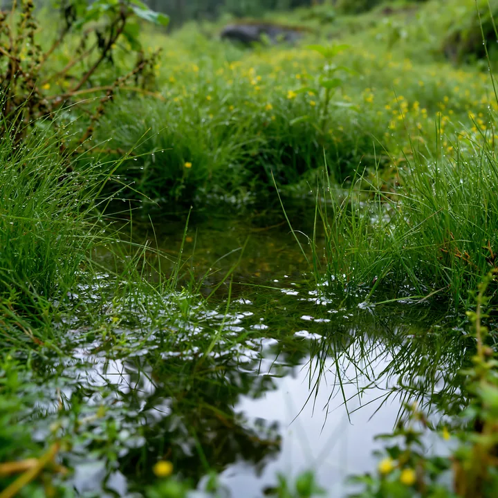 Kochi meadow with rain puddles and beaded grasses - AI-generated stock image
