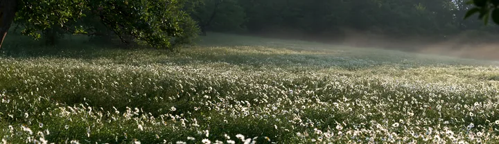 Daisy apple meadow under morning light - AI-generated stock image