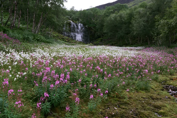Wildflower meadow at the base of a waterfall in a forest - AI-generated stock image