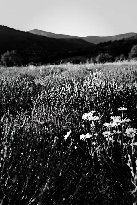 Colorful lavender meadow with wildflowers in the background - AI-generated stock image