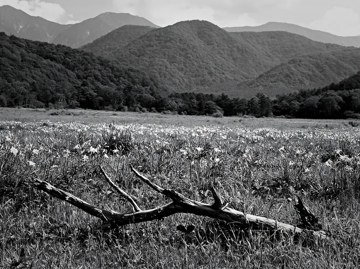 Black and white yamagata rewilded meadow fallen branch foreground captures nature - AI-generated stock image