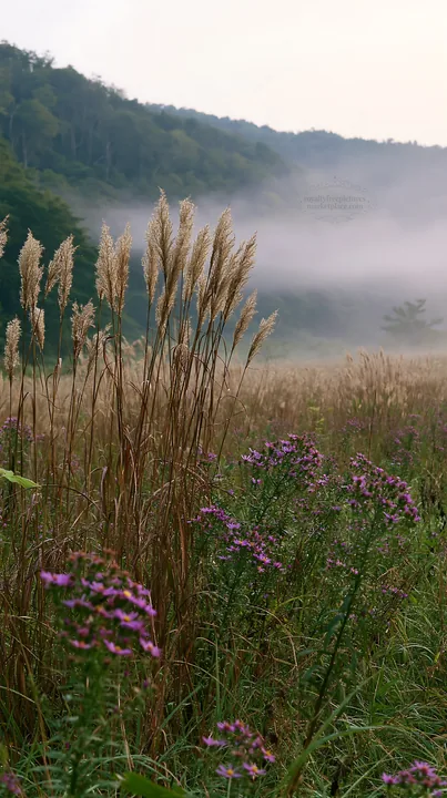 Iwate meadow with rain refreshed seedheads and flowers - AI-generated stock image