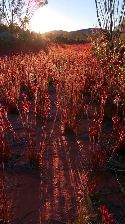 Expansive meadow with drought-tolerant plants at sunset - AI-generated stock image