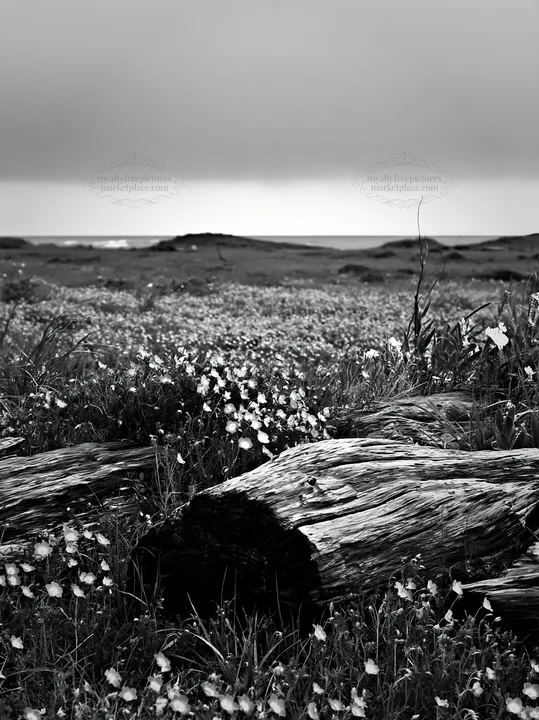 Chiba coastal meadow with driftwood and wildflowers - AI-generated stock image