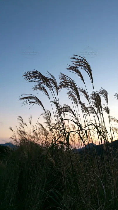 Ehime twilight meadow with dry seedheads - AI-generated stock image