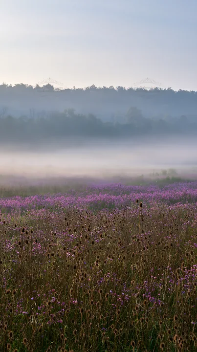 Violet knapweed meadow under fog at dawn - AI-generated stock image