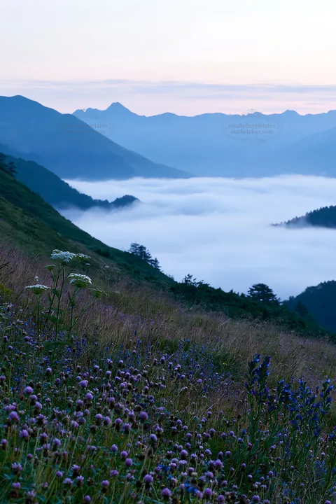 Clover speedwell meadow with mountains and fog in the background - AI-generated stock image